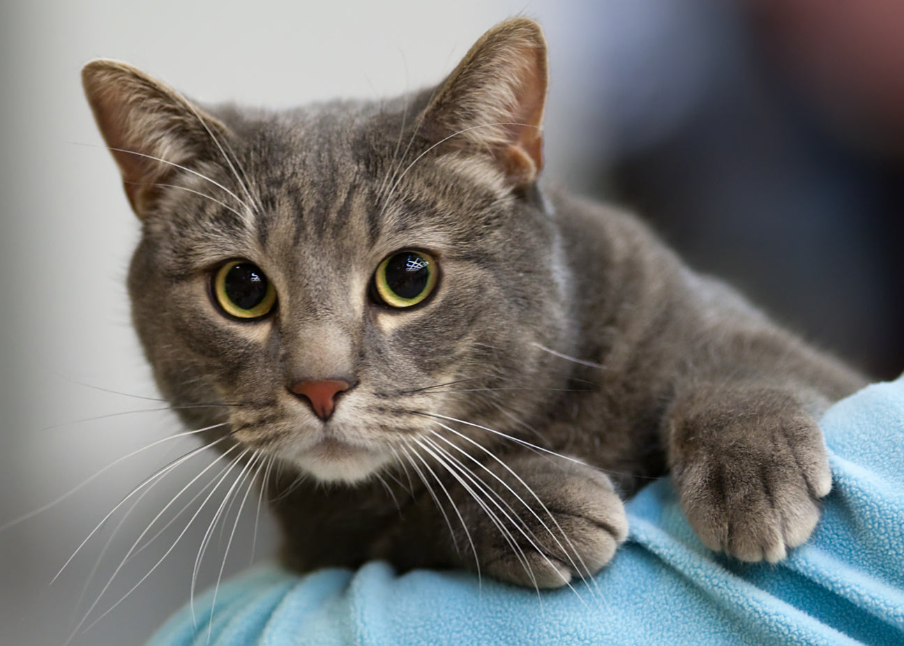 Gato Común Europeo o Gato Europeo: Guía Completa de la Raza